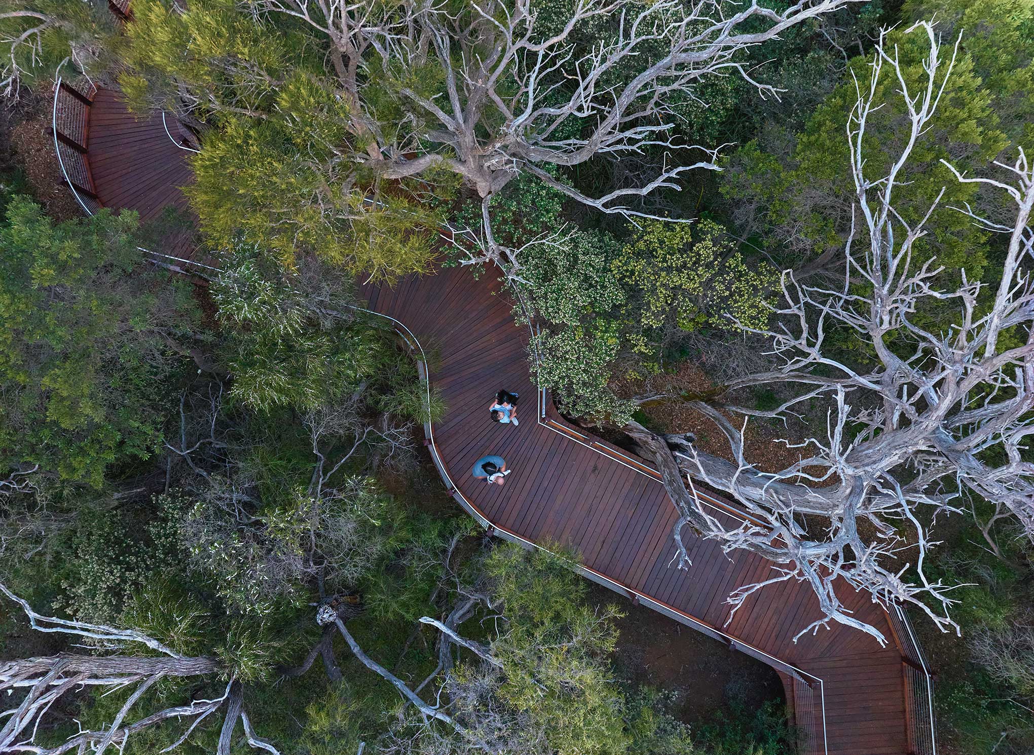Birds eye view of people walking on wooden pathway leading through native trees.