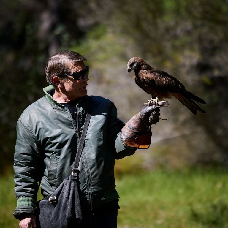 Phil Pain with a hawk perched on his glove, surrounded by lush green bushland.