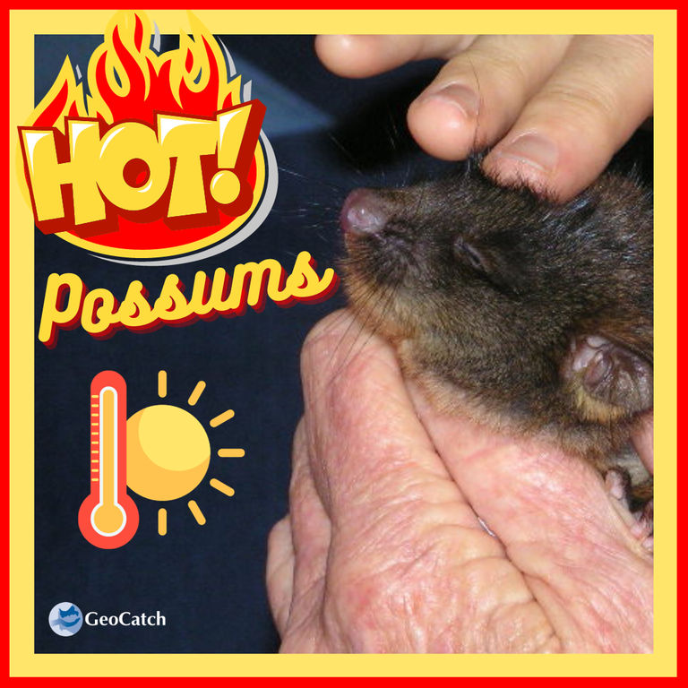 Hot Possums” graphic featuring a carer holding a heat-affected possum.