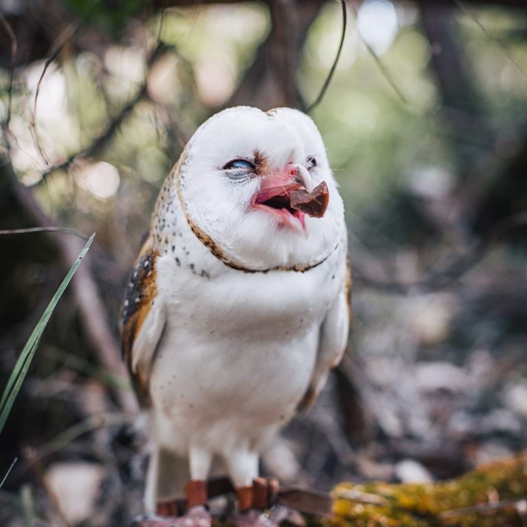 Alby the barn owl sitting on a branch with a meaty snack.