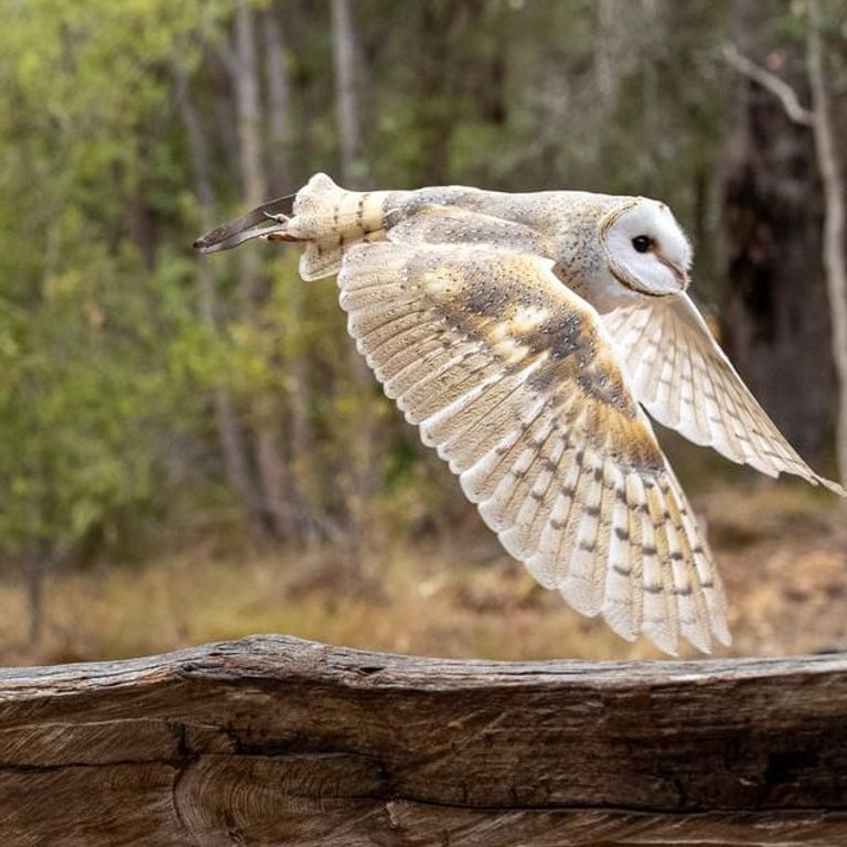 Alby the barn owl in free flight
