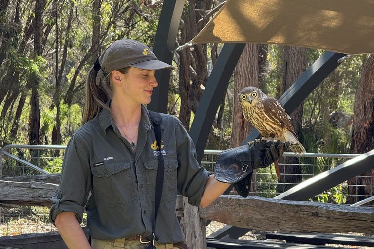 Bird Handler Cherie with brown Barking Owl Bonni