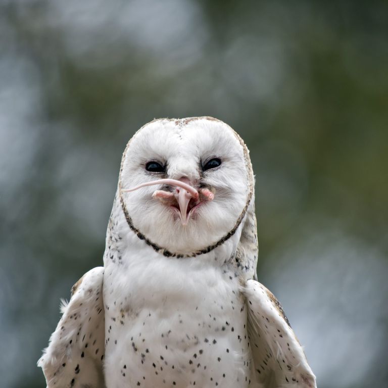 Barn owl holding a mouse in its beak after catching it