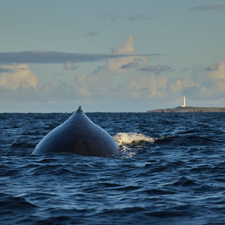 A whale swimming at the surface with Cape Leeuwin Lighthouse in the background