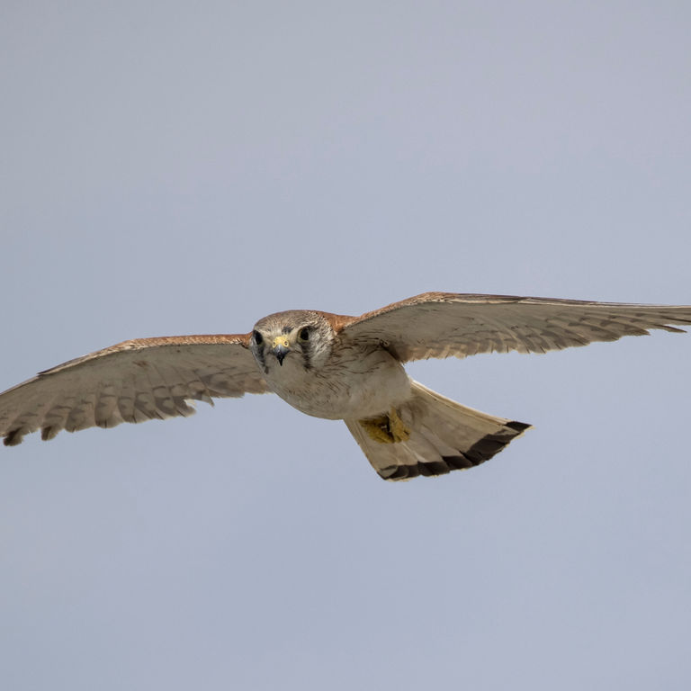 nankeen kestrel in flight