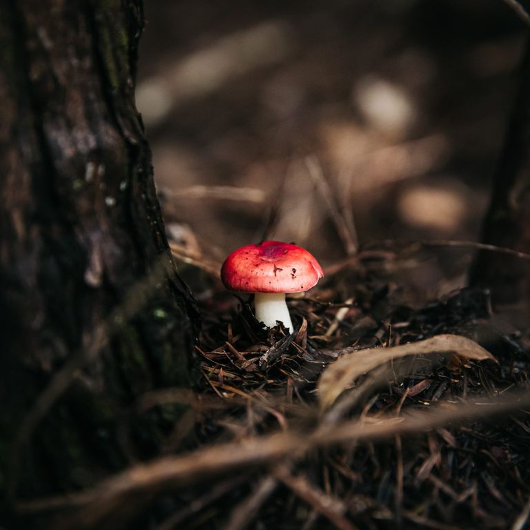 Striking pink fungi growing on the forest floor