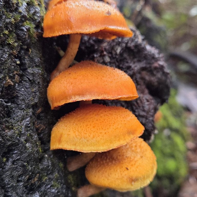 Fungi in the forest at Mammoth Cave