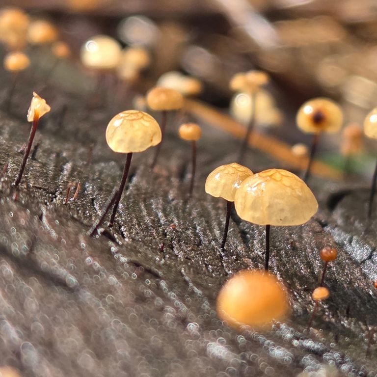 Fungi in the forest at Mammoth Cave