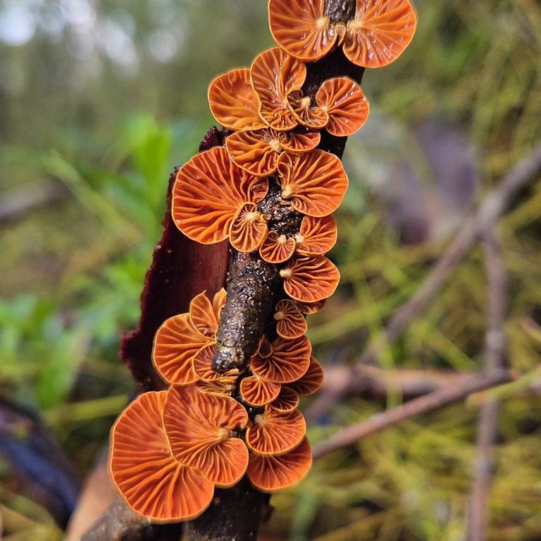 Fungi in the forest at Mammoth Cave