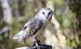 Capes Raptor Centre