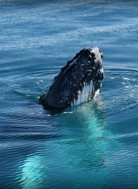 Legend Charters Whale Watching & Deep Sea Fishing image