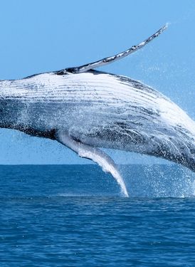 Naturaliste Charters – Whale Watching & Eco Tours image