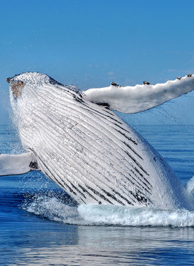 All Sea Charters Whale Watching image