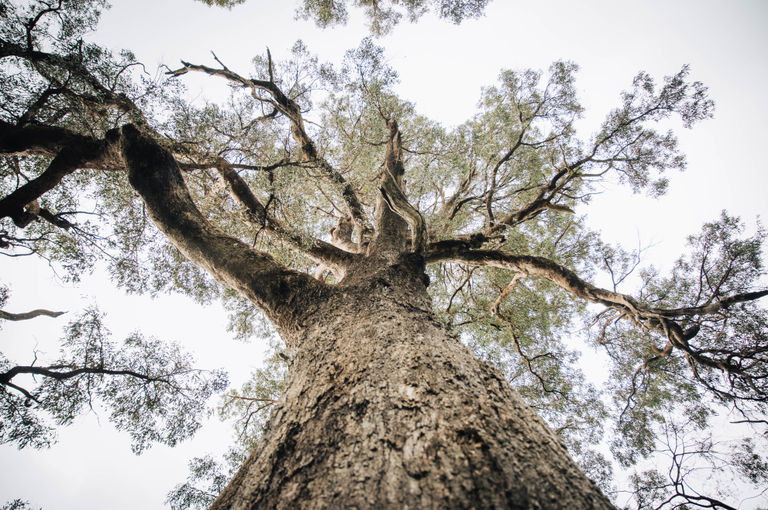 Ludlow Tuart Forest