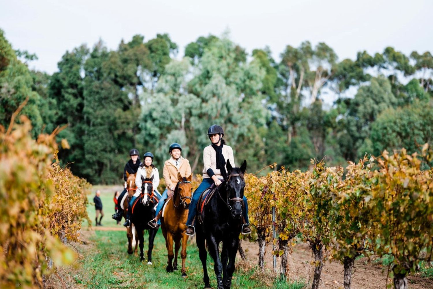 Horse Riding Tours Vineyards