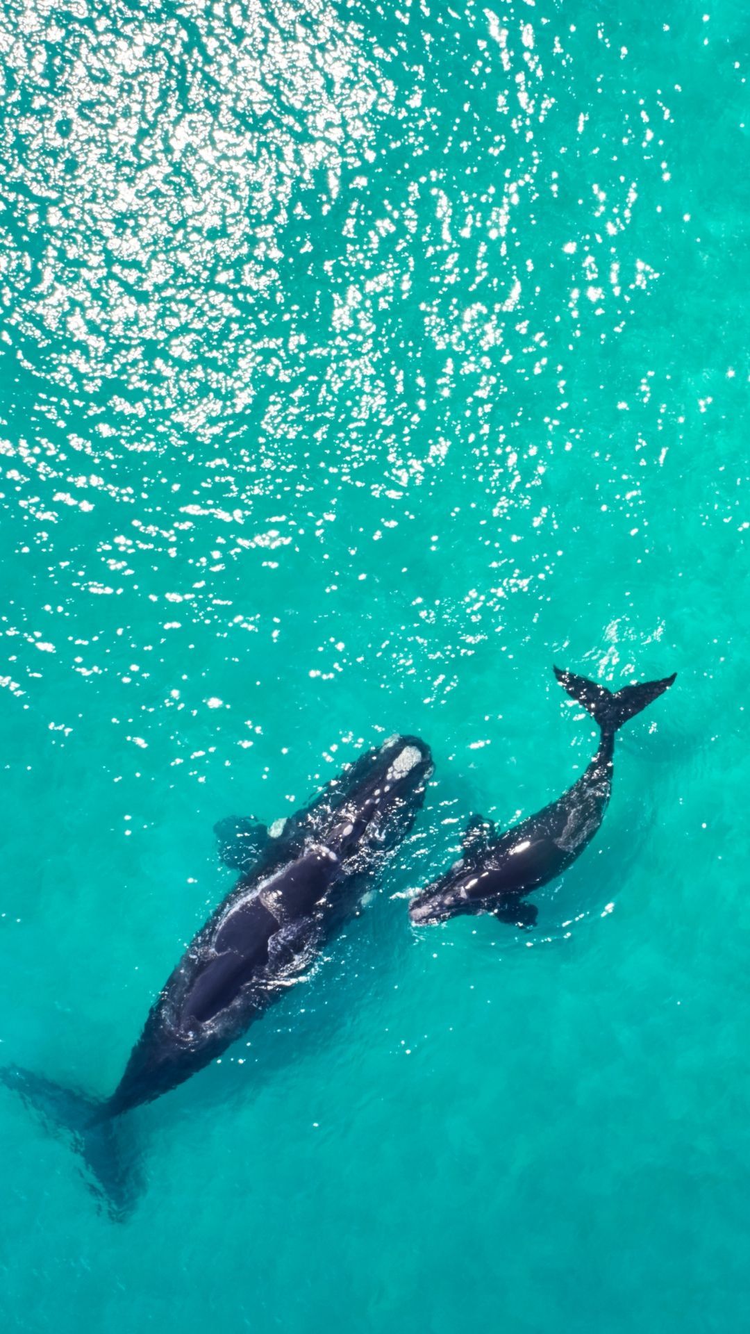 Whales Flinders Bay