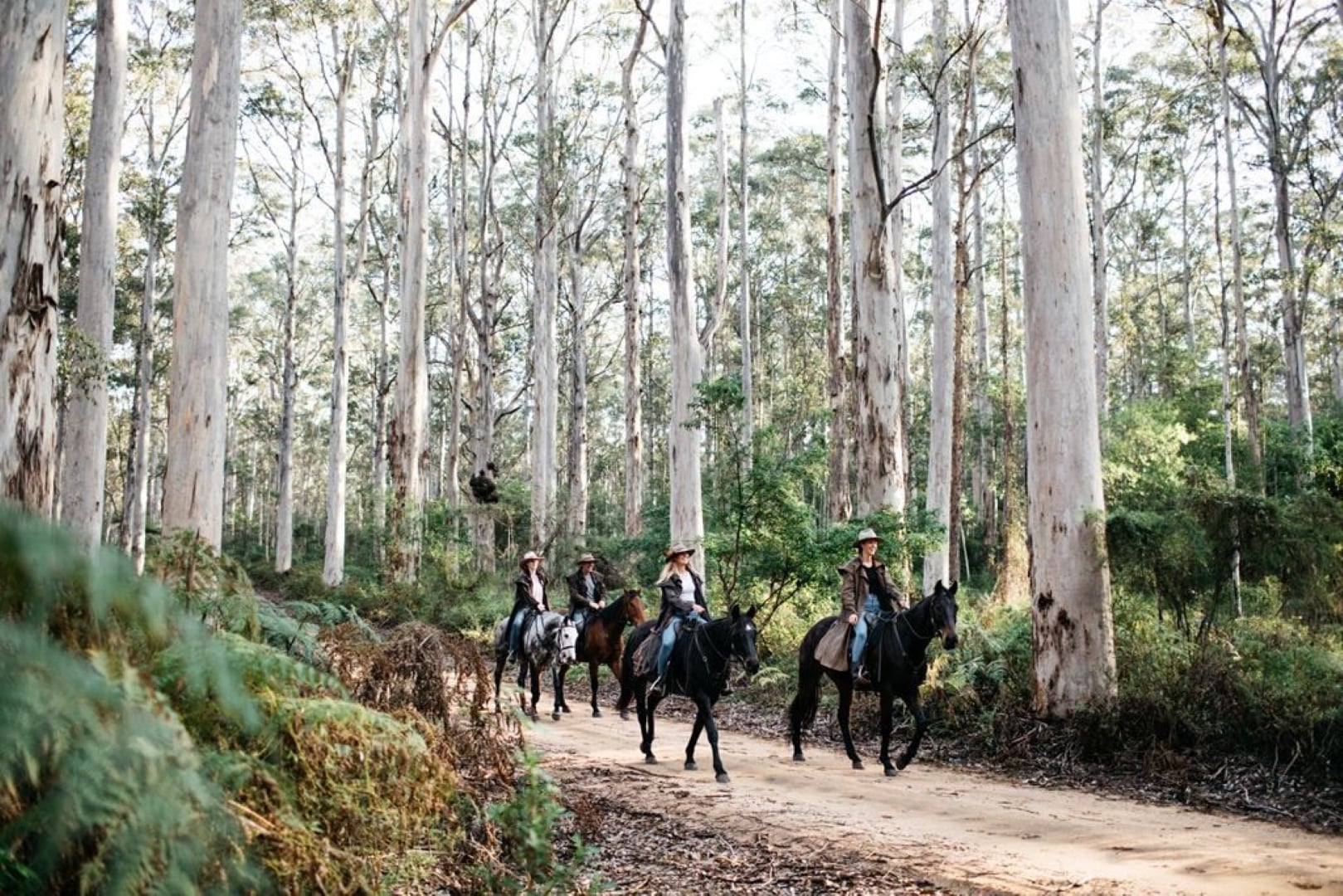 Boranup Forest Horse Riding Jesters Flat Tour