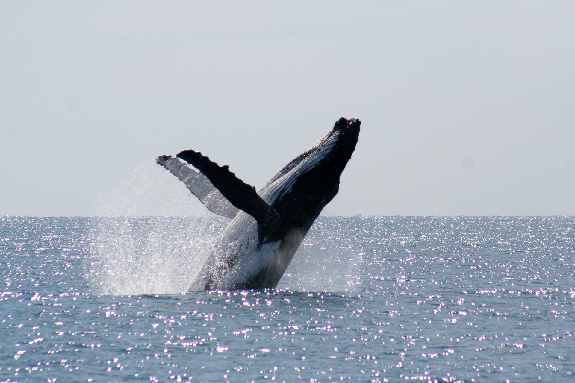 Legend Charters Whale Watching Geographe Bay