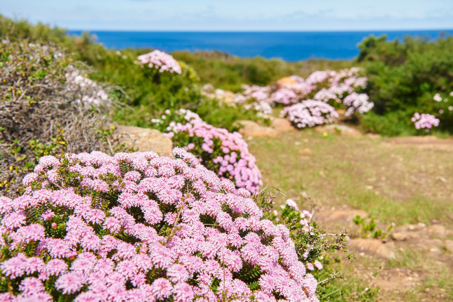 Wildflowers Australias South West