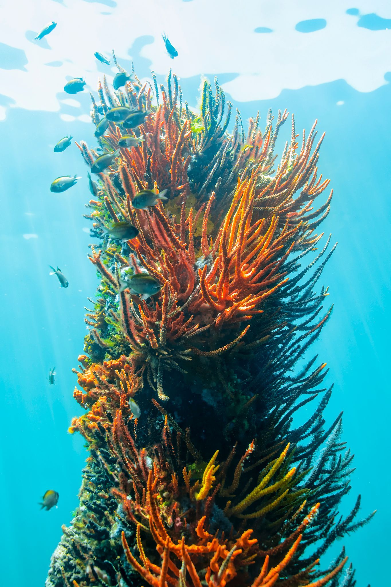 Busselton Jetty Observatory credit Osprey Creative