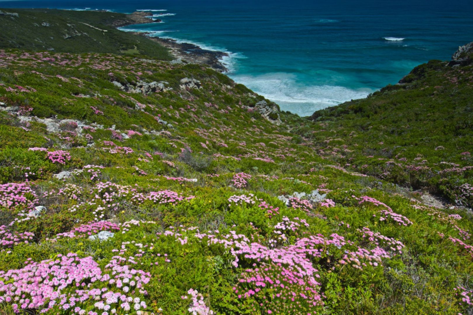 Margaret River Exposed Tour Wildflowers