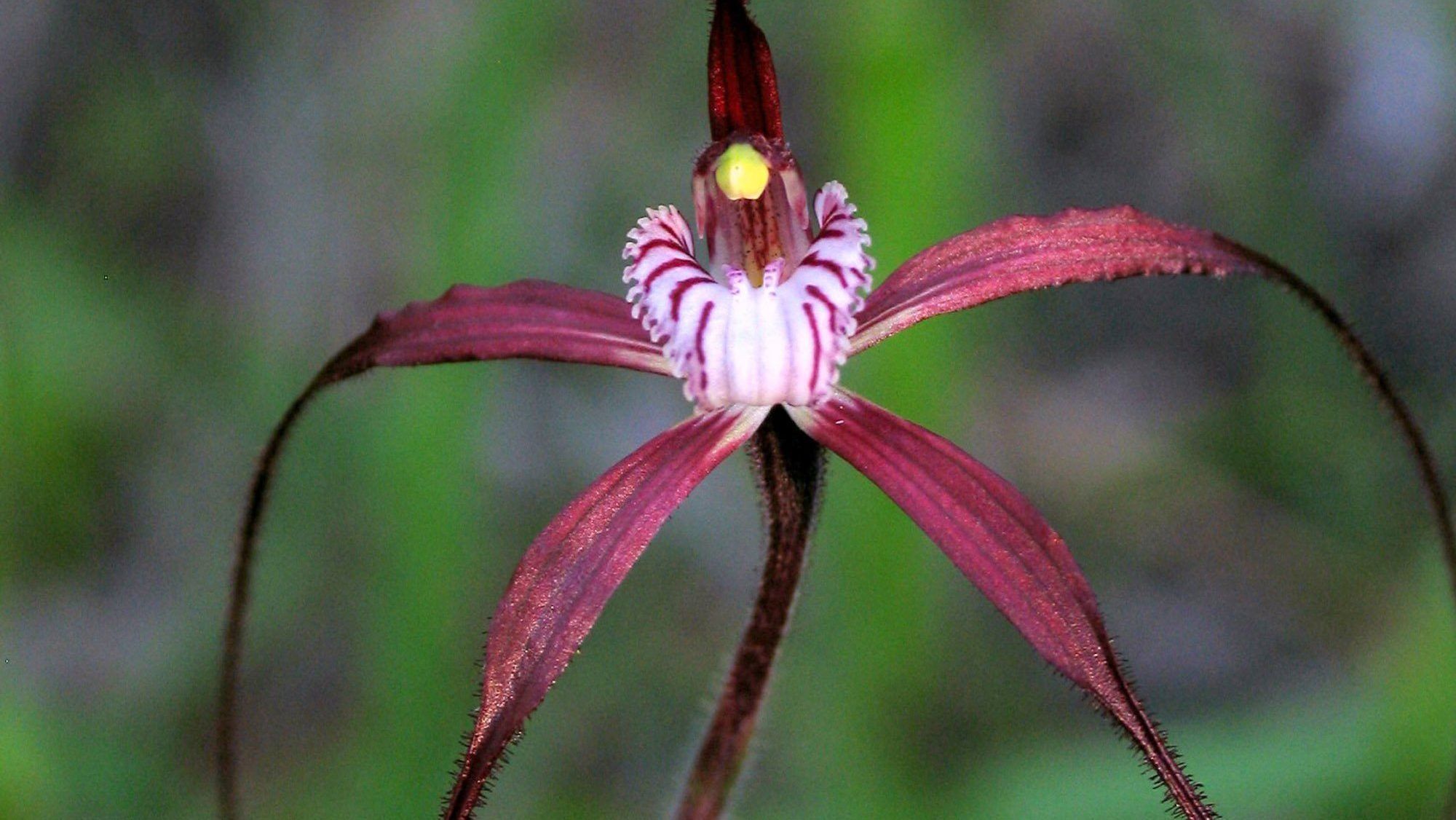 Wildflowers Chapmans Spider Orchid