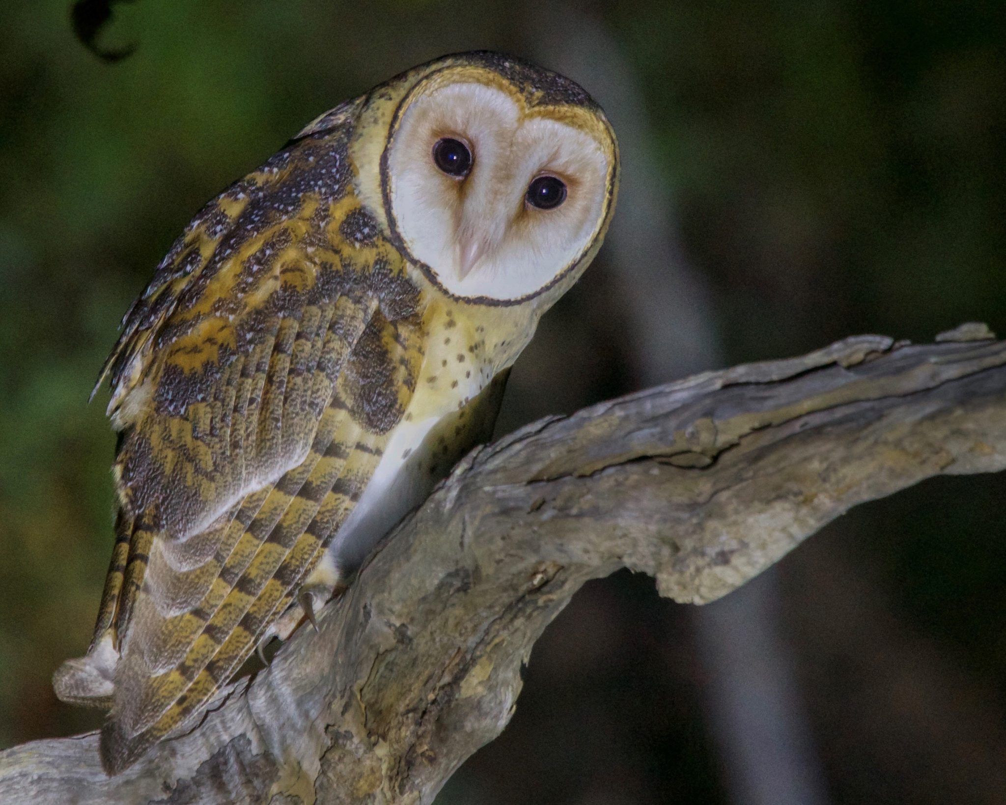 Birdwatching in the Margaret River Masked Owl