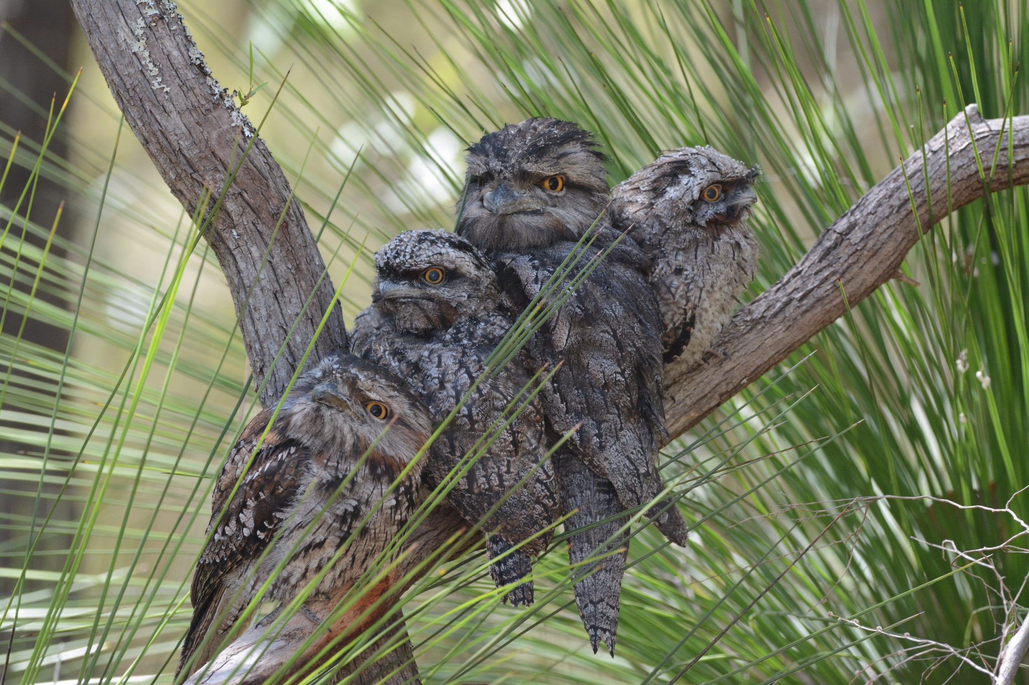 Birdwatching in the Margaret River Tawny Frogmouths