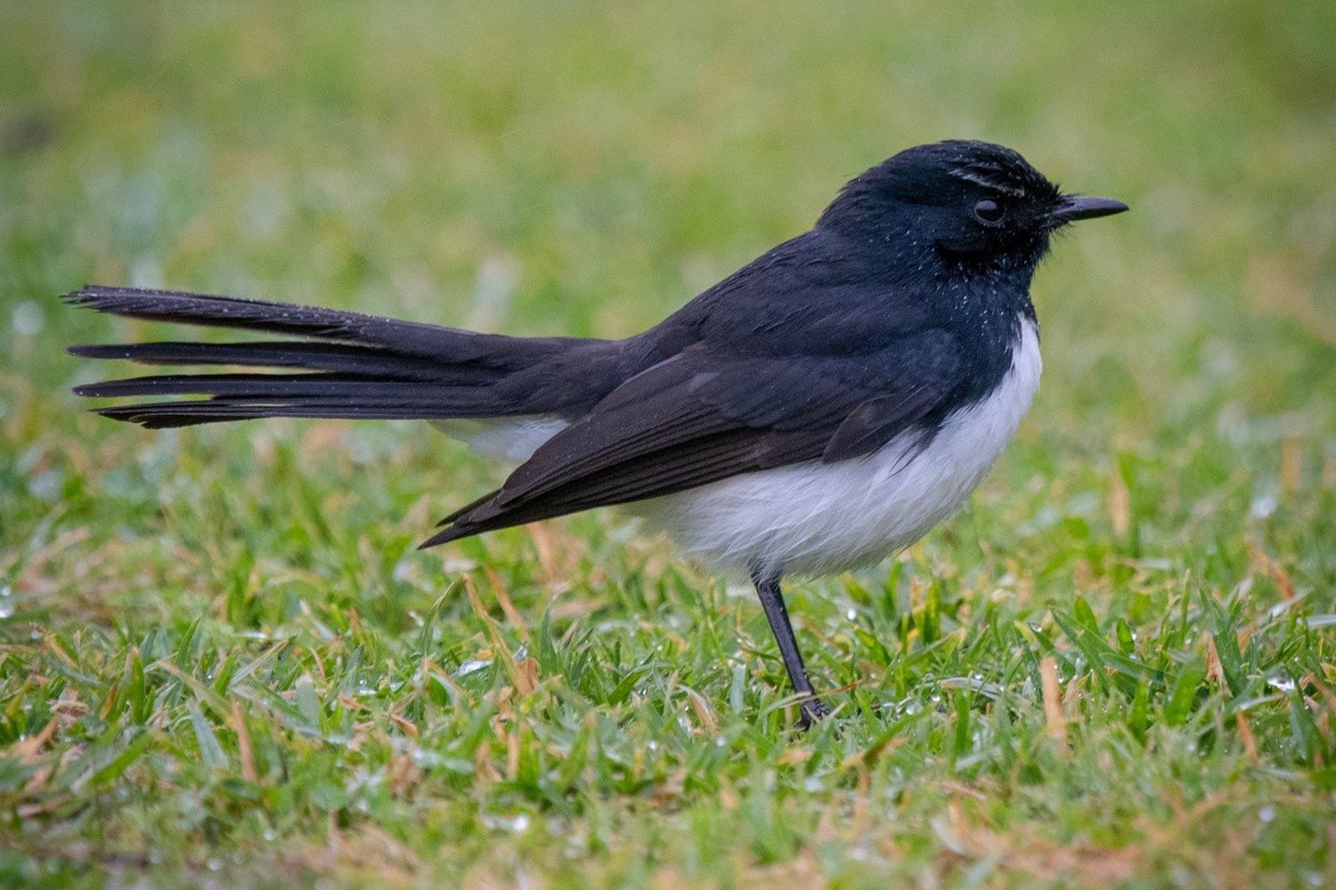 Birdwatching in the Margaret River Willy Wagtail