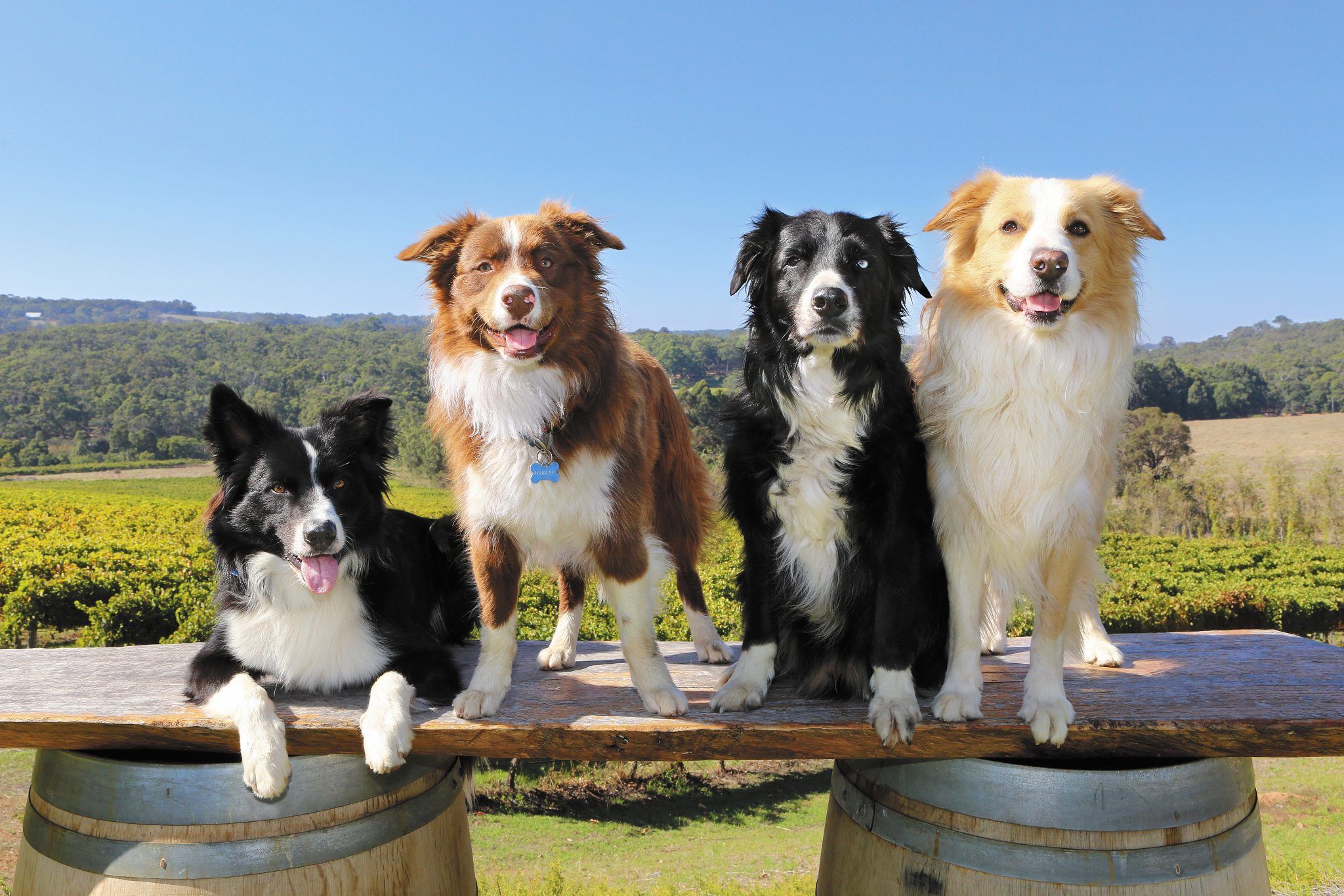 Wine Dogs Credaro Wines Yallingup