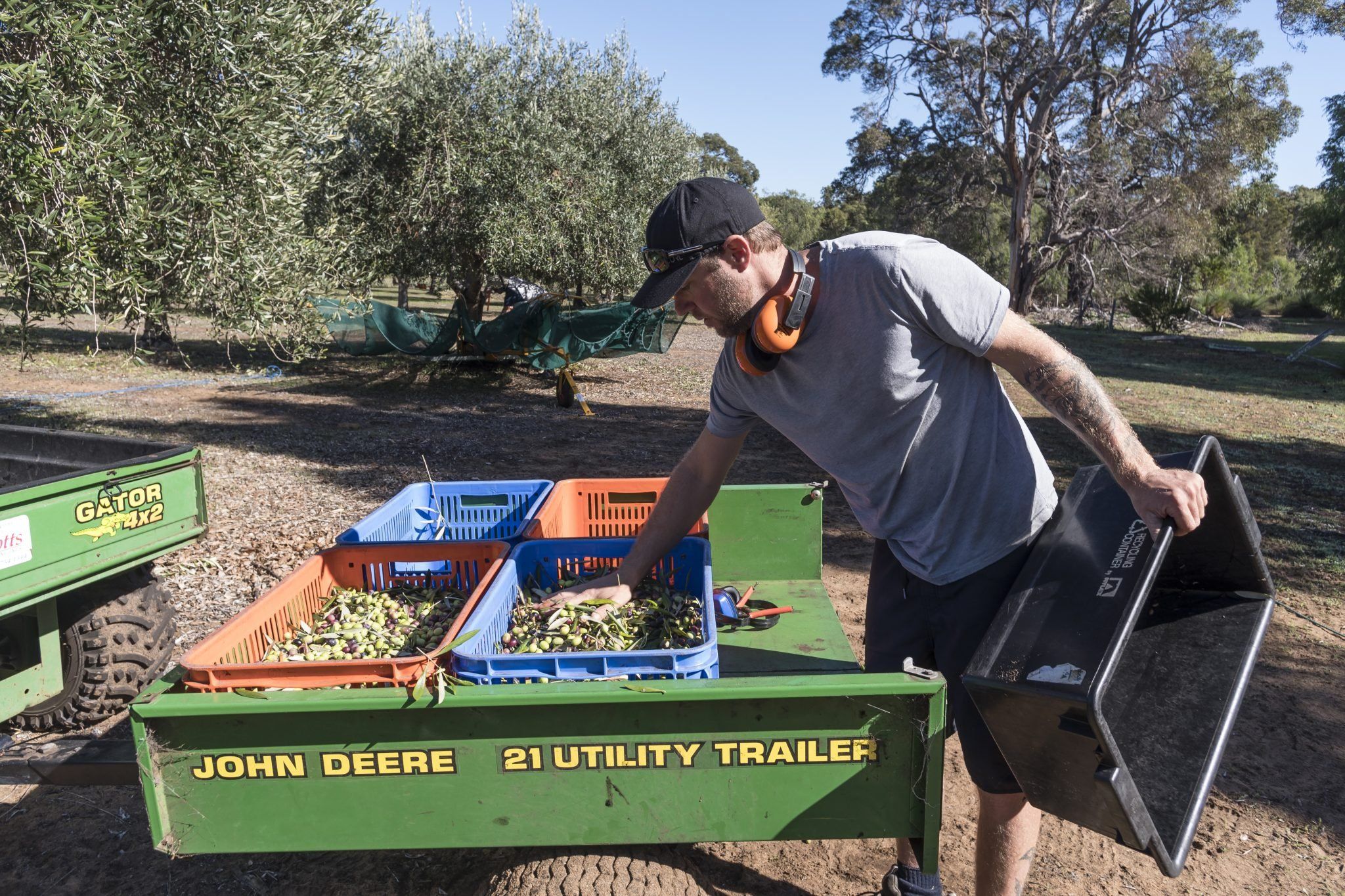 Petra Estate Olive Harvesting