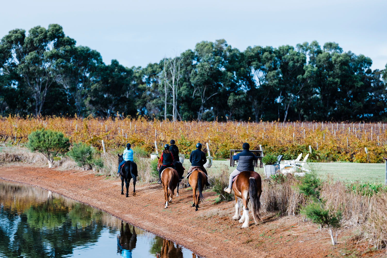 Horse Riding in the vineyard at Bettenays