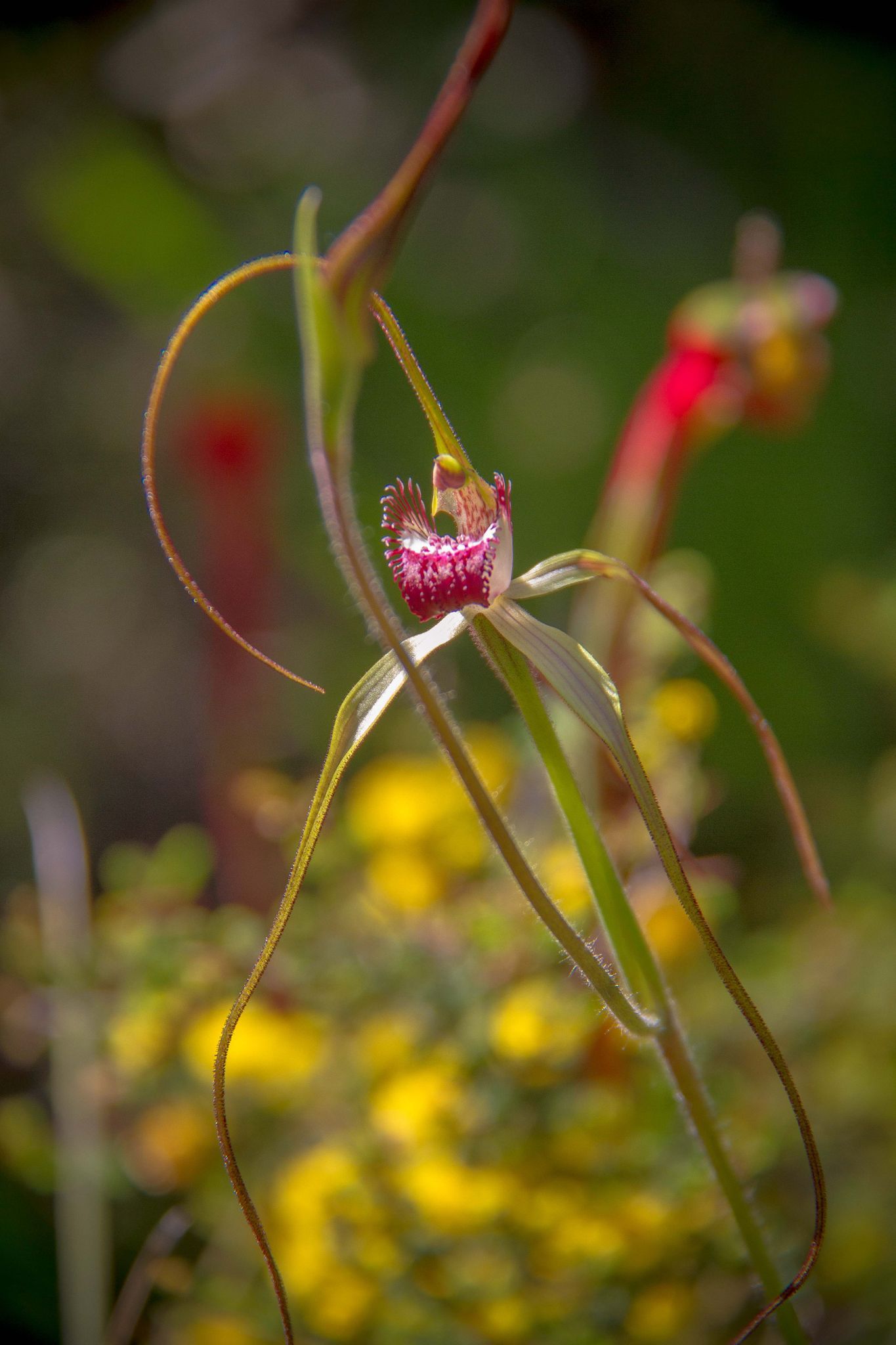 Wildflowers Margaret River Spider Orchids - Sean Blocksidge