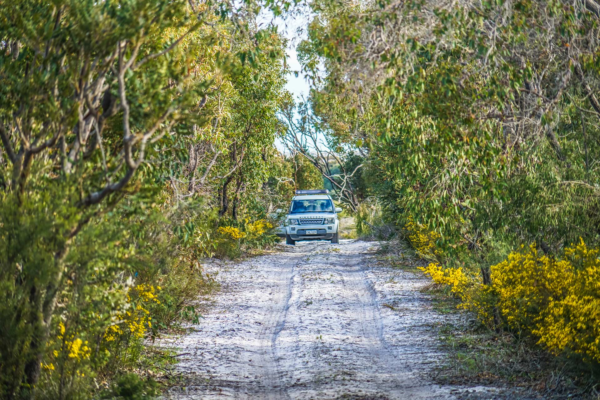 Margaret River Discovery Tours 4WD Wildflowers