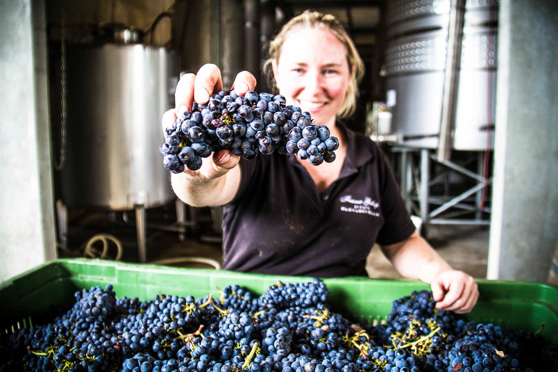 Fraser Gallop Wine Grapes