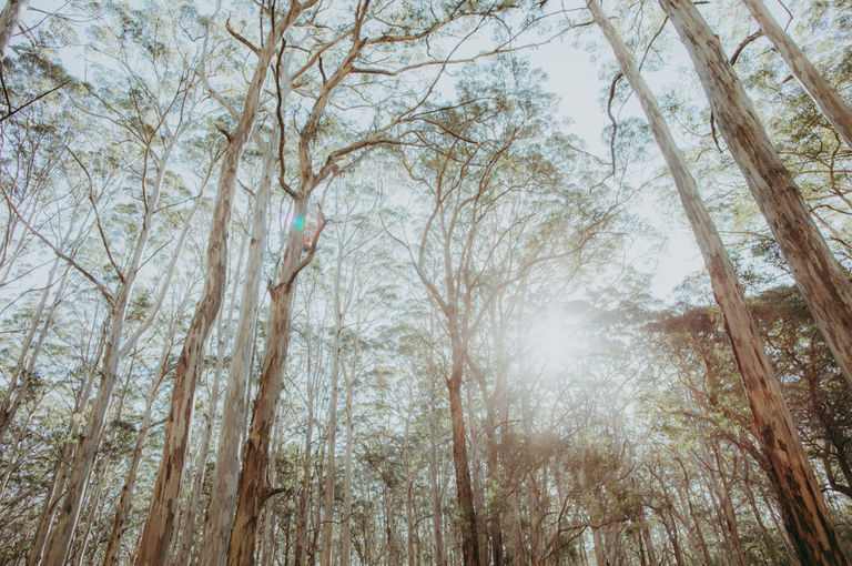 A photo of tall karri trees with light shining through