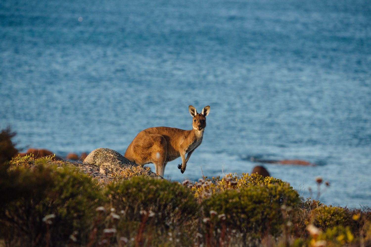 Kangaroo Wildlife