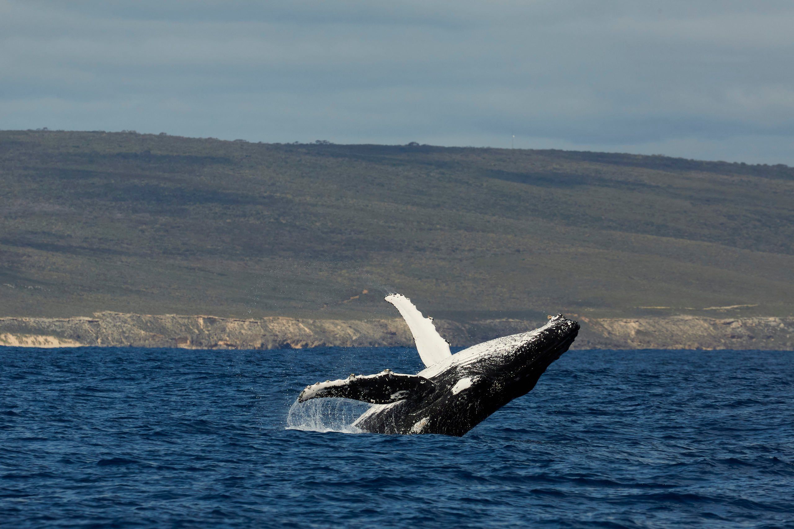 Whale Superhighway Photo Credit Tim Campbell Photo