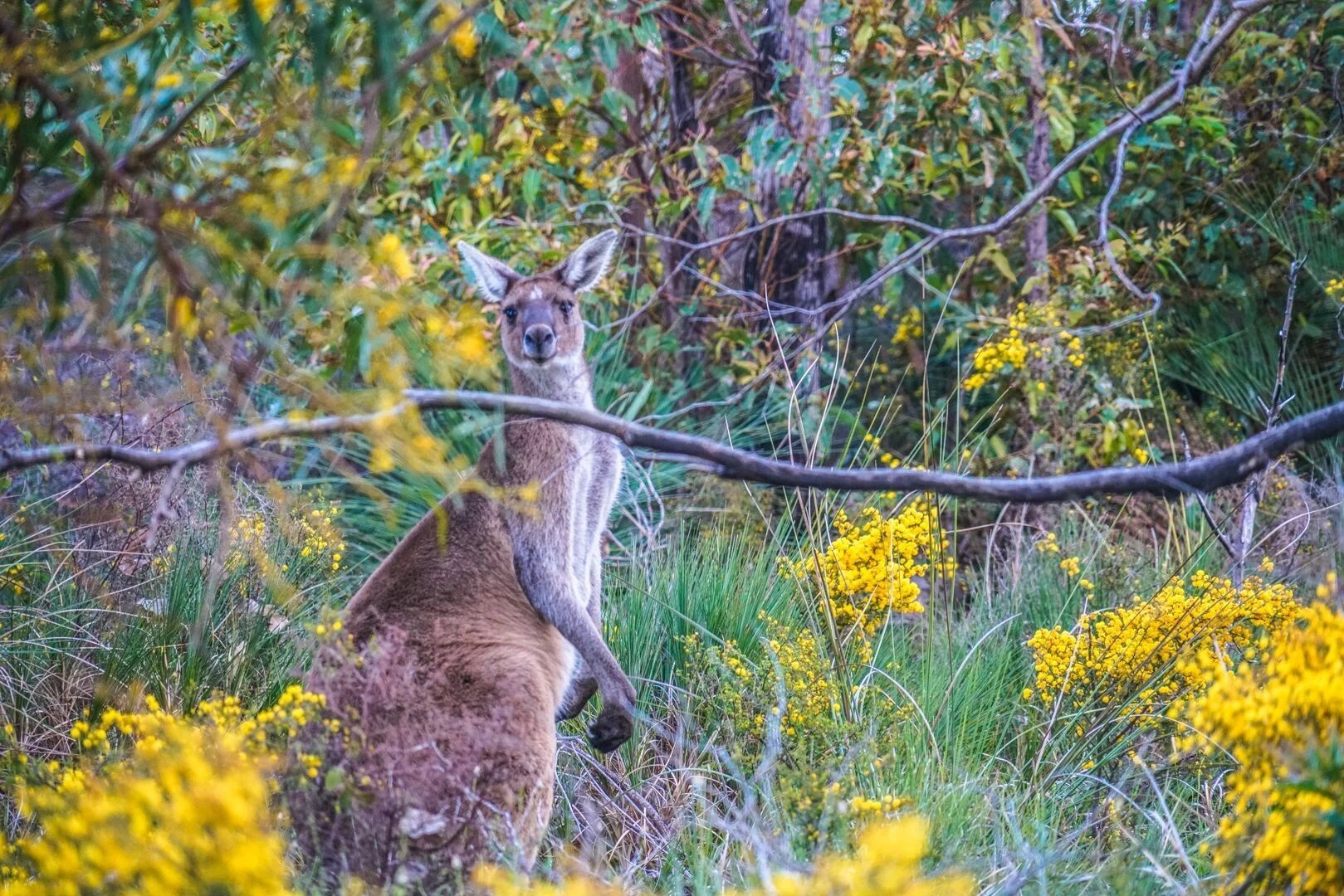 Kangaroo and Wildflowers Credit Sean Blocksidge