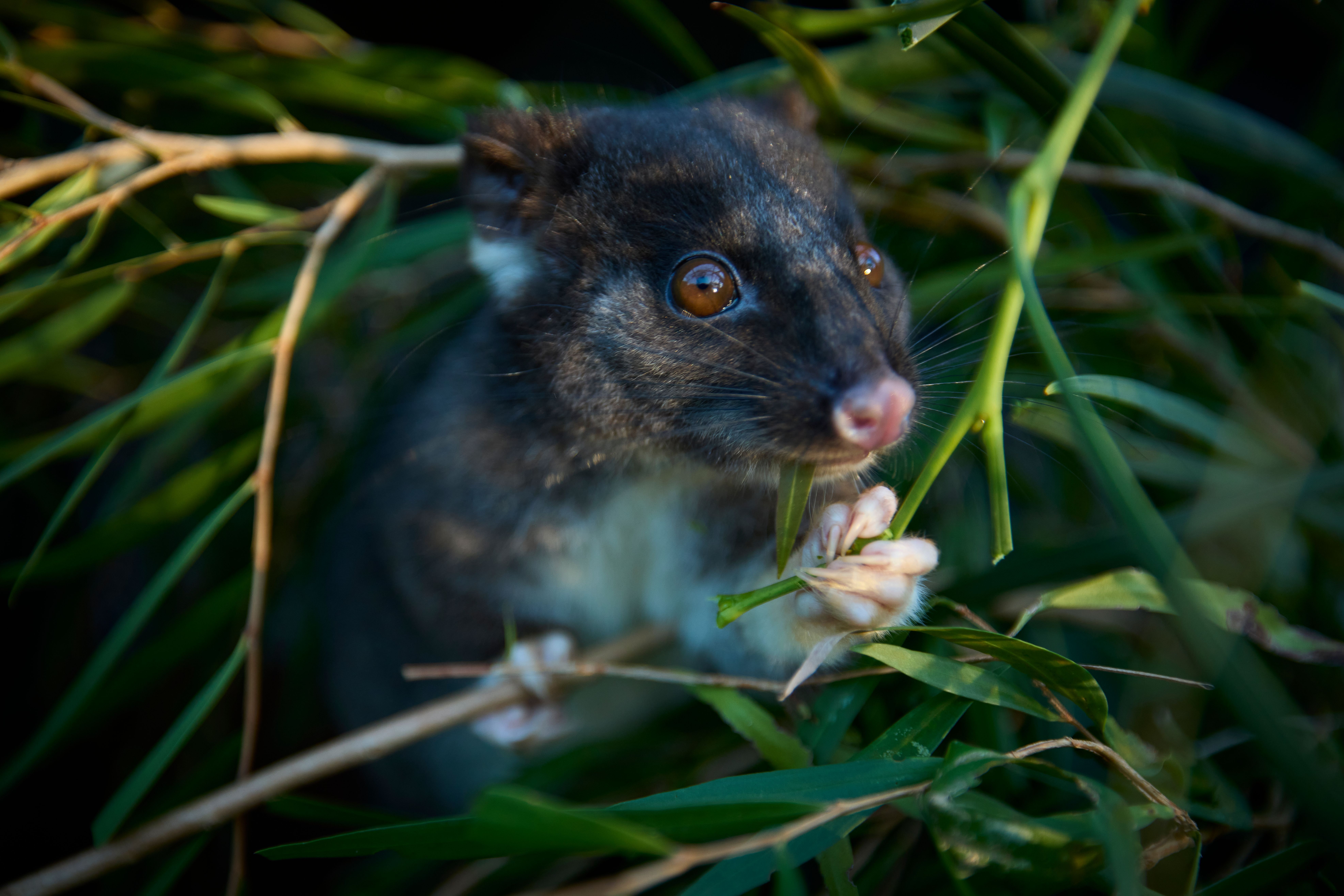 Western Ringtail Possum Conservation Credit Tim Campbell