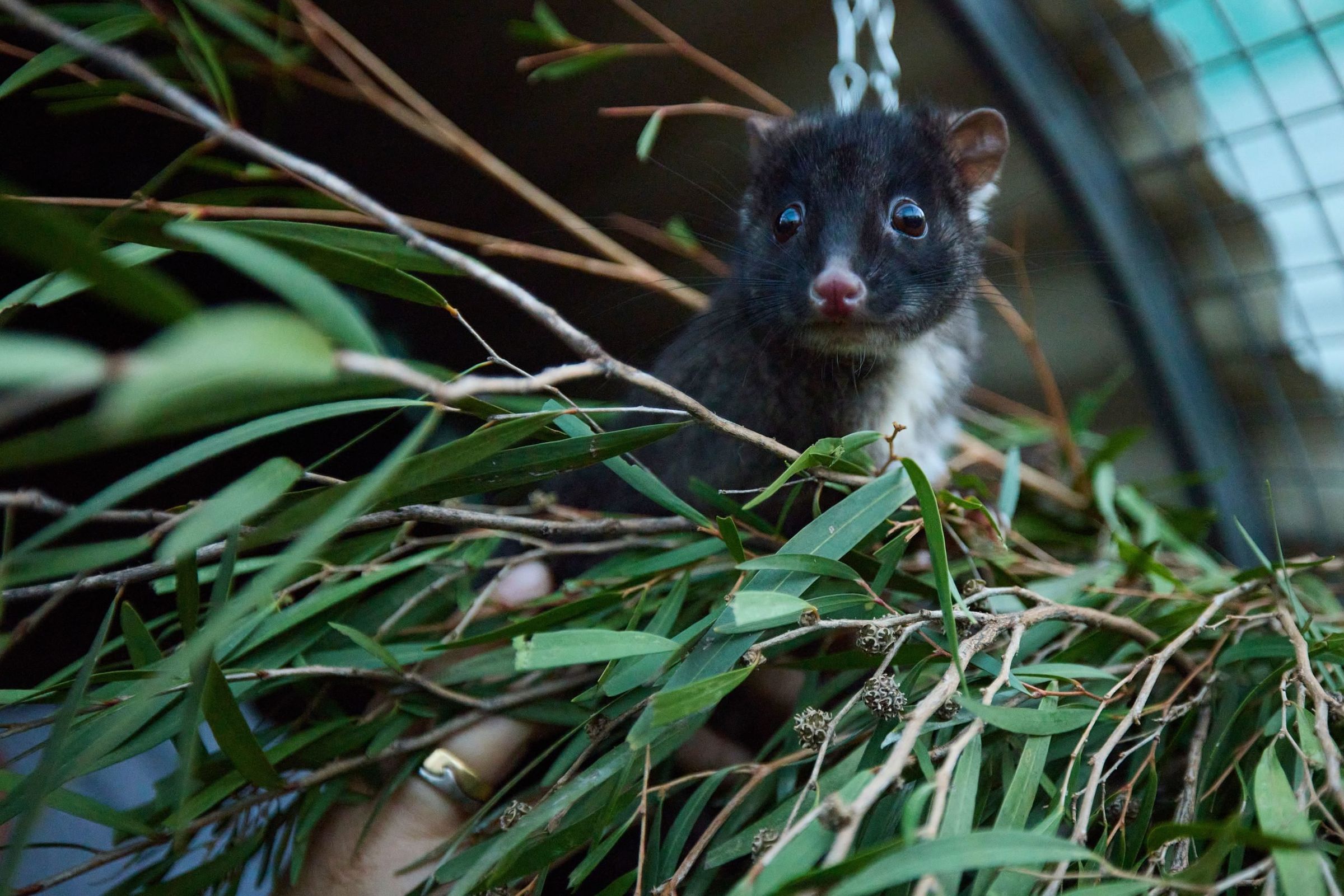 Western Ringtail Possum Conservation The Margaret River Region