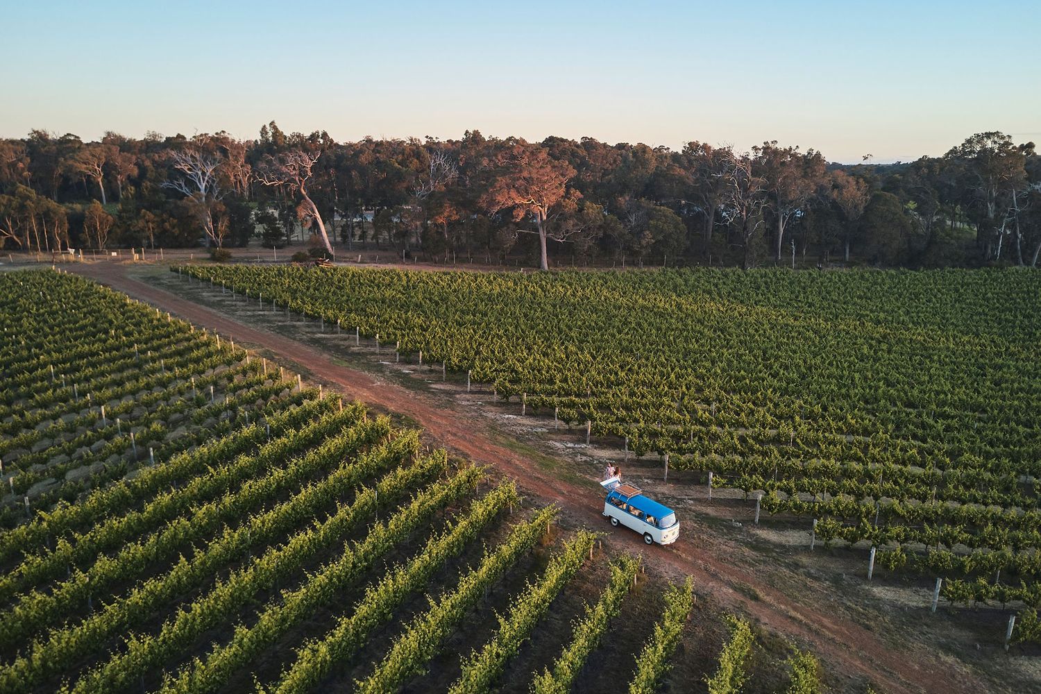 Aerial photo of Combi van amongst the vines