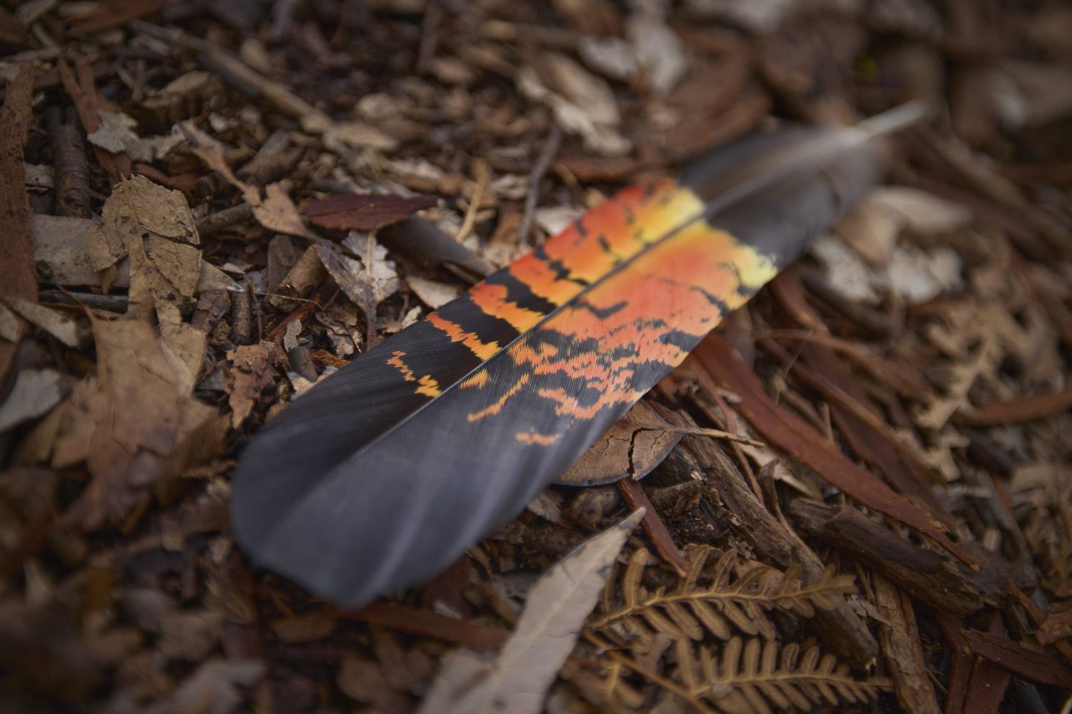 Photo of a Red-Tailed Black Cockatoo feather lying on the ground