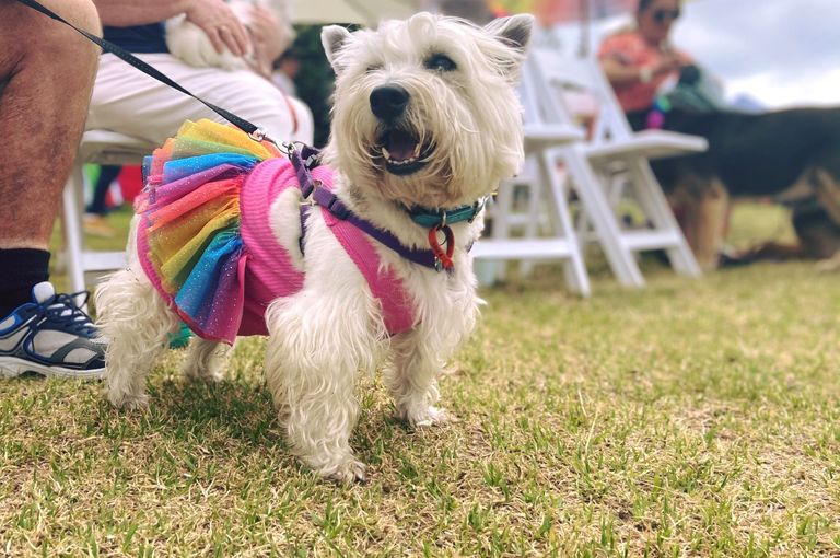 Busselton Rainbow Dog Walk