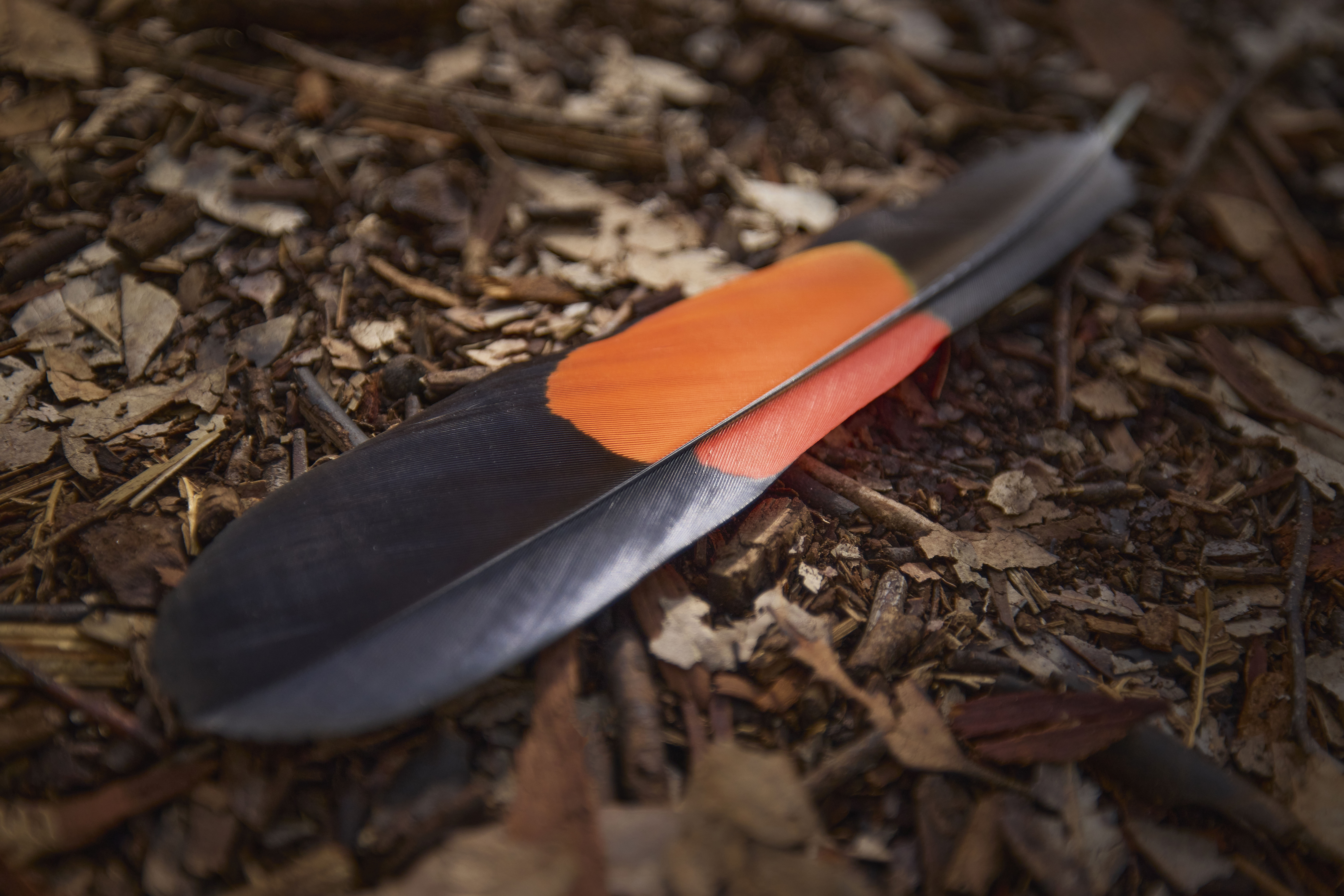 Red Tailed Black Cockatoo Feather Credit Tim Campbell