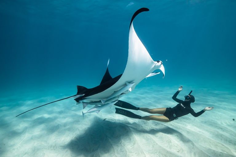 Image of freediver and stingray under the water