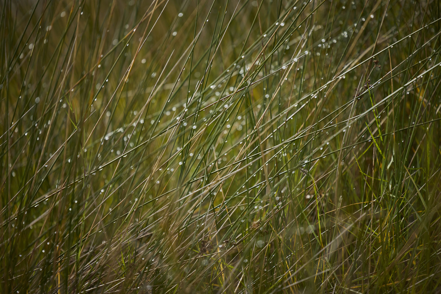 Native Grass in the Margaret River Region