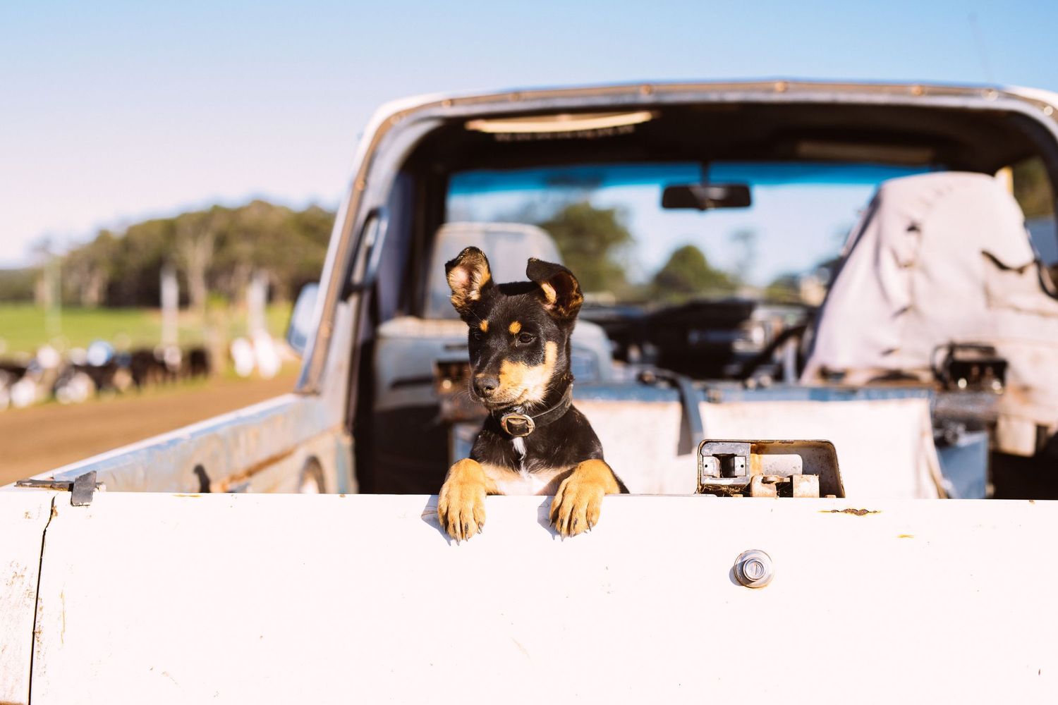 Dog in Truck Credit Elements Margaret River