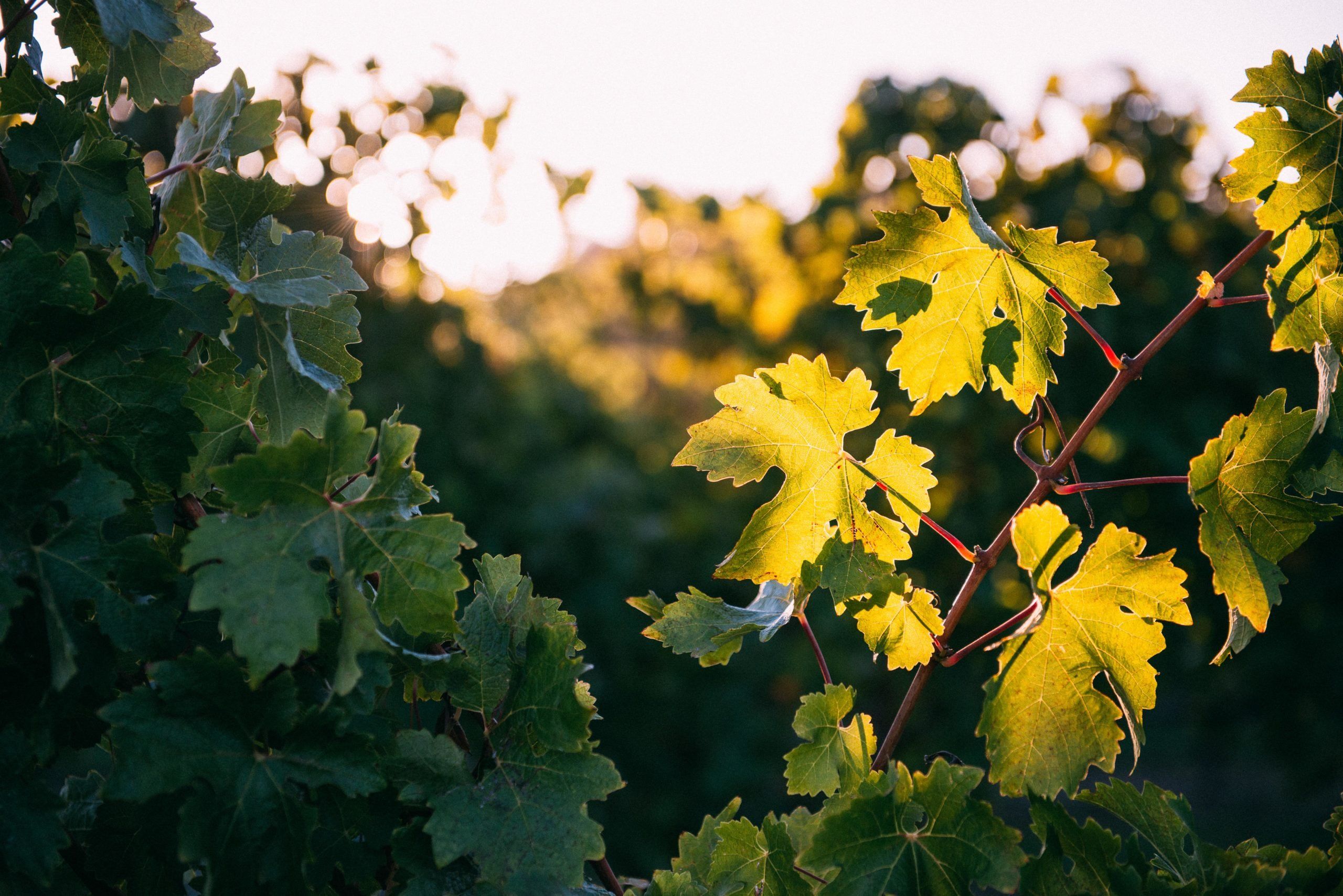 Vines at Fraser Gallop. Credit Elements Margaret River