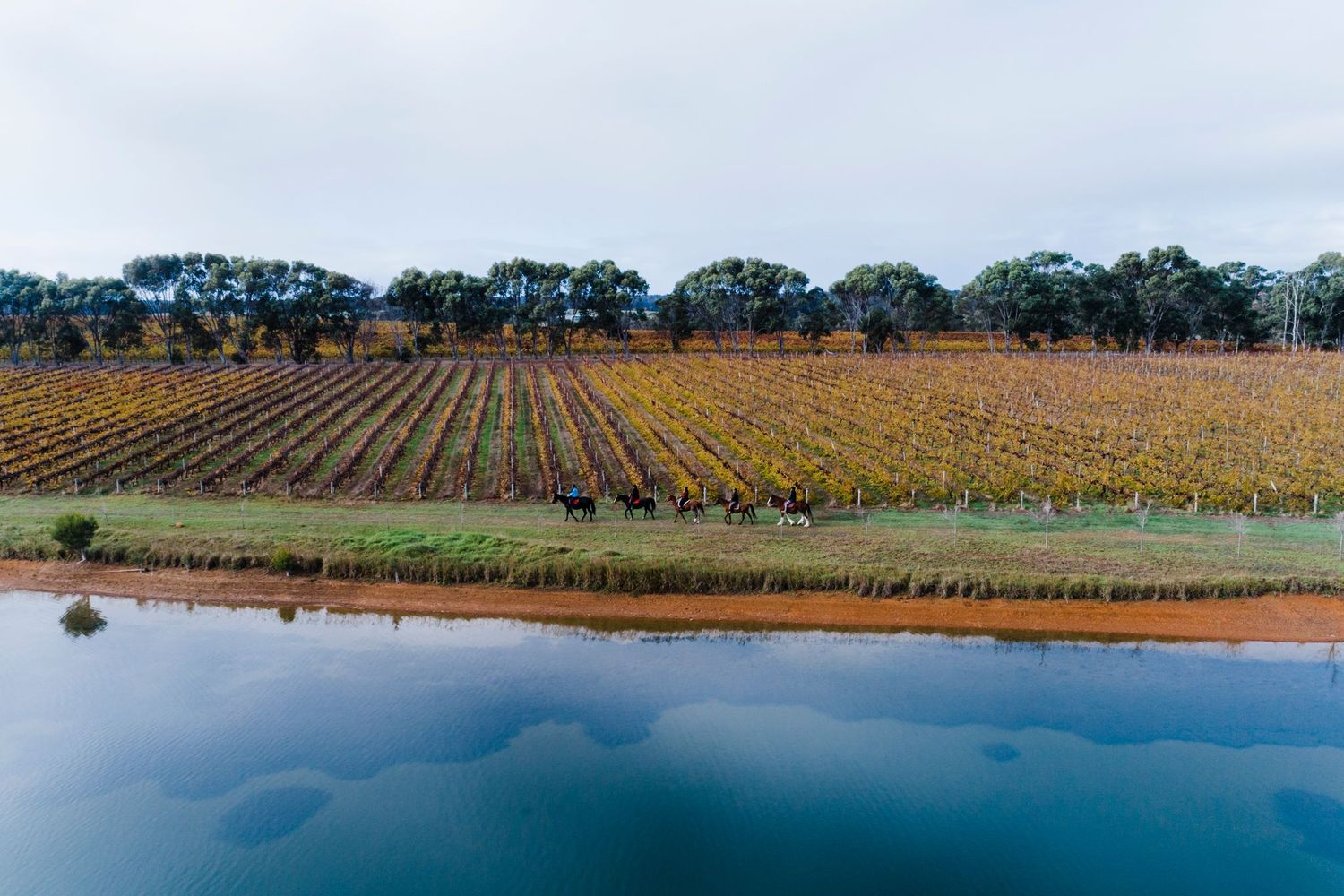 Lake and vines at Bettenays. Credit Russell Ord.